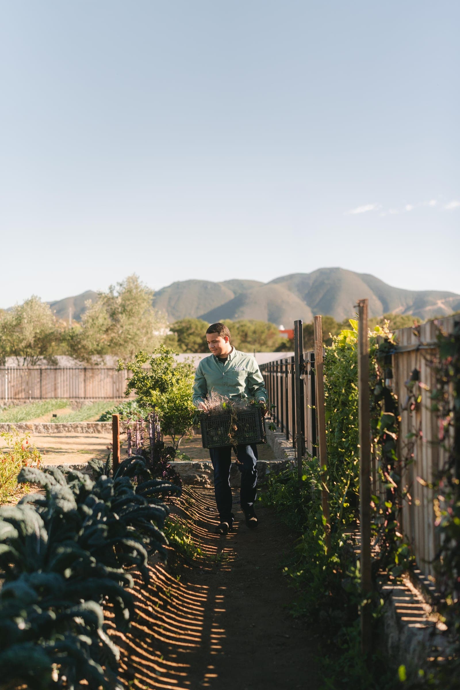 El huerto — Olivea Farm To Table