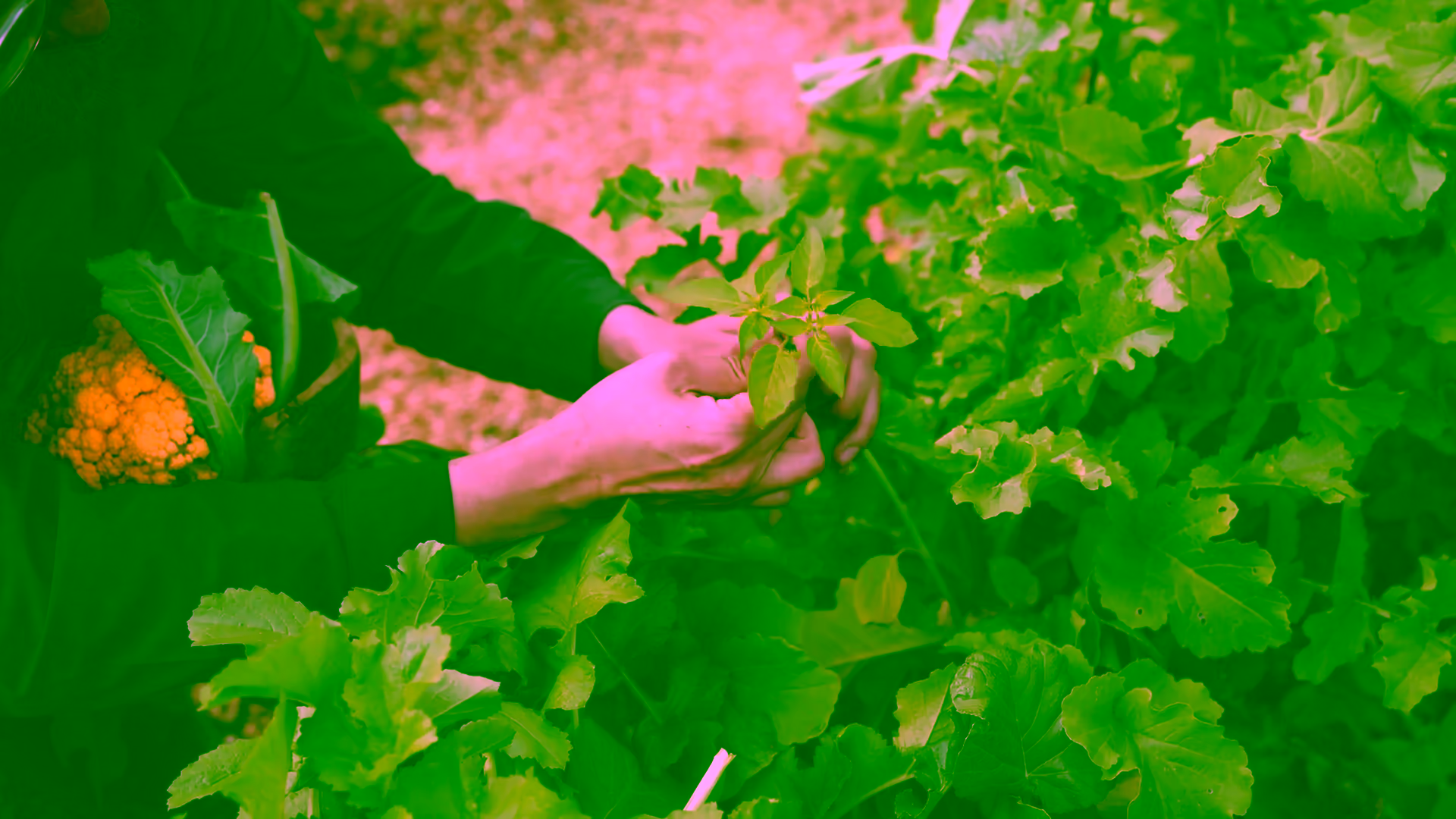 OLIVEA · Farm Hospitality