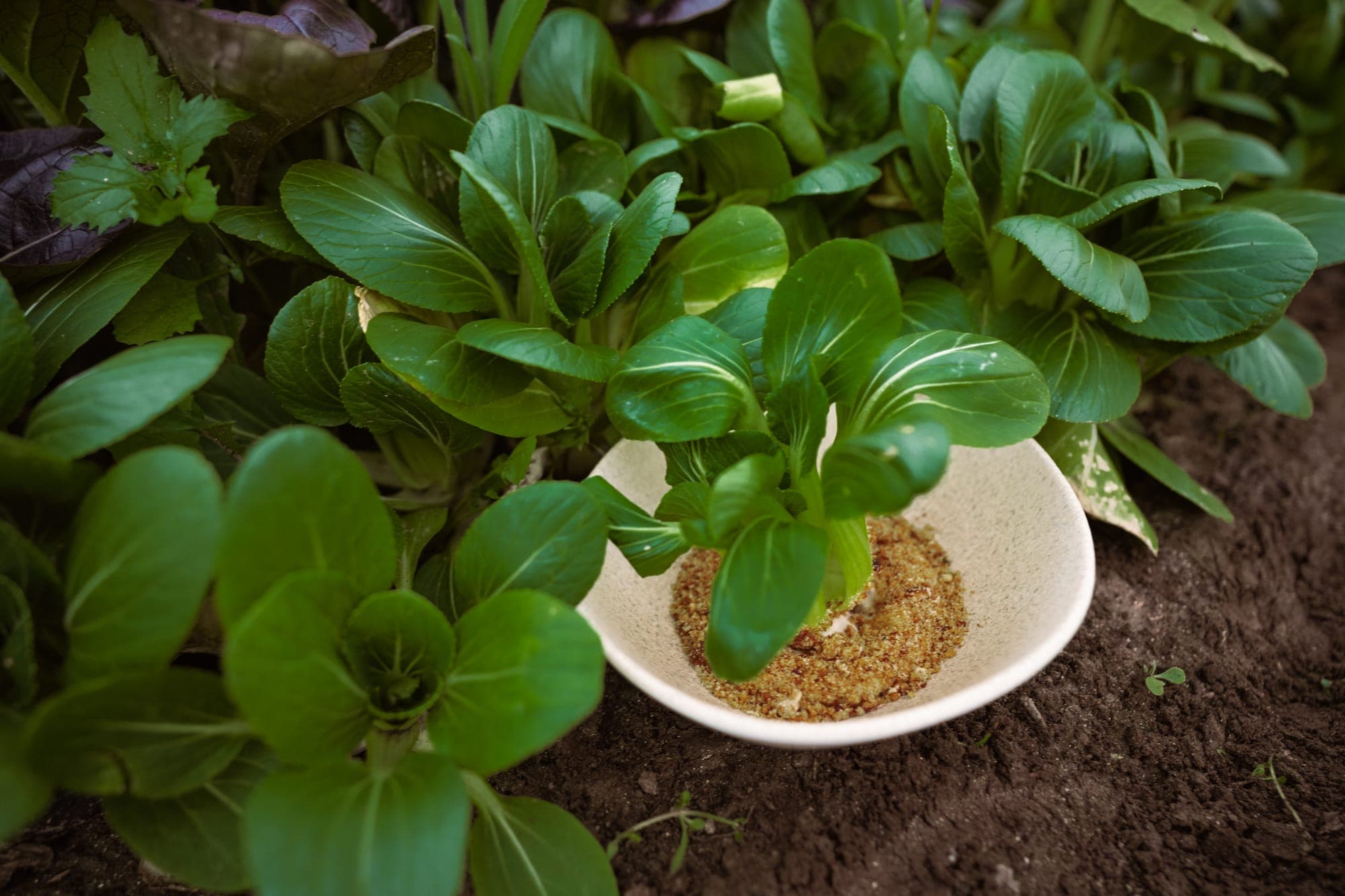 Bok Choi